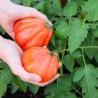 Tomate Super Marmande