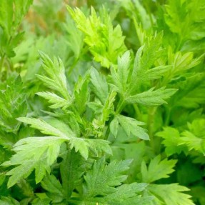 Artemisia Armoise Japonaise...