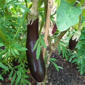 Aubergine longue violette de Barbentane