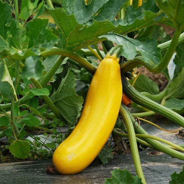 Courgette jaune de Rheino Gold