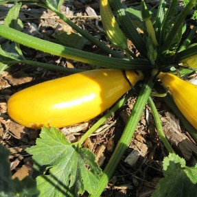 Courgette jaune de Rheino Gold