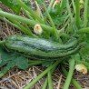 Courgette striée Nimba