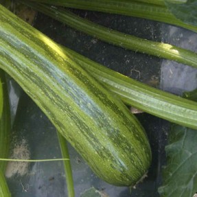 Courgette striée Nimba