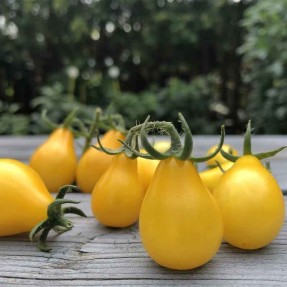 Tomate cerise jaune poire