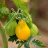 Tomate cerise jaune poire