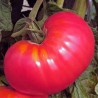 Tomate rose de Berne