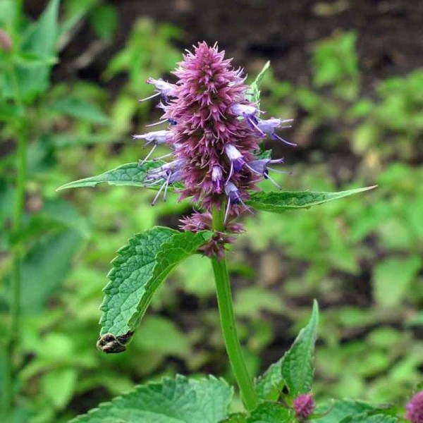 Agastache Anisée