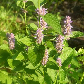 Agastache Anisée