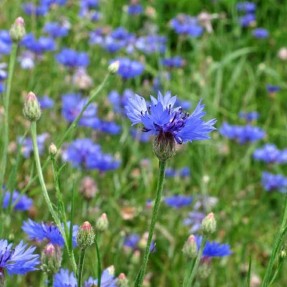 Centaurée Bleuet bleu