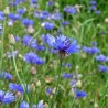 Centaurée Bleuet bleu