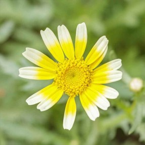 Chrysanthème comestible Shungiku