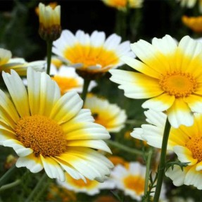 Chrysanthème comestible...