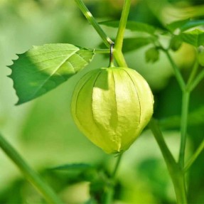 Physalis Tomatillo verde