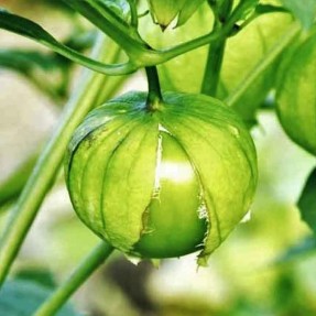 Physalis Tomatillo verde