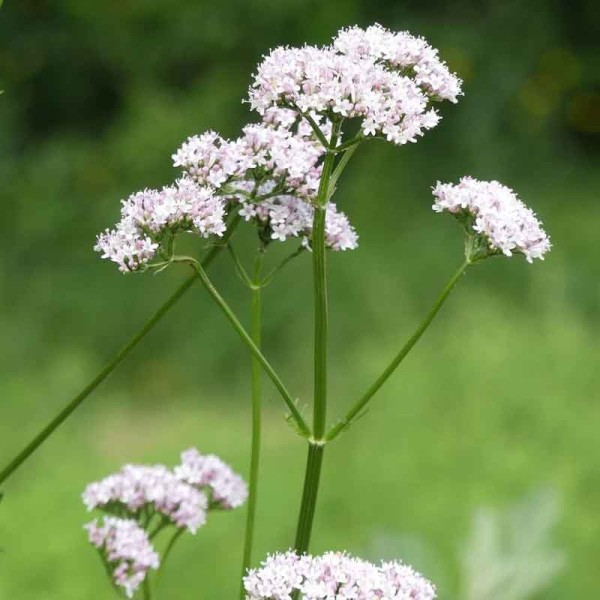 Valériane officinale