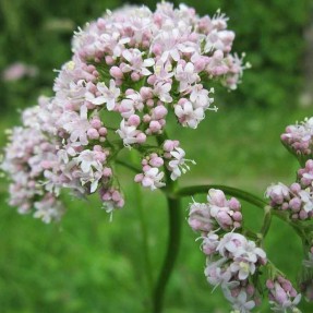 Valériane officinale