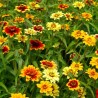 Zinnia tapis persan