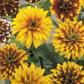 Zinnia tapis persan