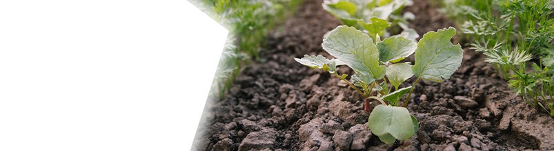 Plants à repiquer - BabAromates, producteur BIO de plants médicinaux et aromatiques