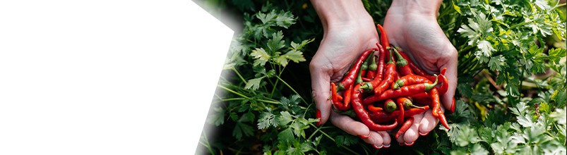 Plants de fruits et de légumes - Babaromates, producteur BIO de plants médicinaux et aromatiques